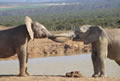 Baby Elephants Playing, Amakhala Game Reserve, &copy;Caroline Yates